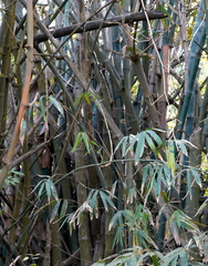 Bambusa stenostachya