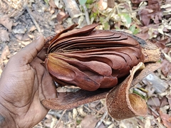 Swietenia macrophylla