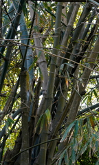 Bambusa stenostachya