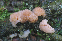 Naematelia encephala