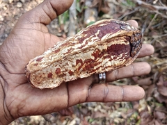 Swietenia macrophylla