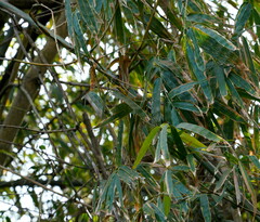 Bambusa stenostachya