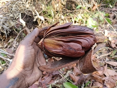 Swietenia macrophylla