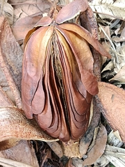 Swietenia macrophylla