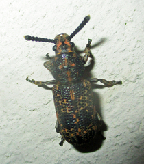 Anthribidae