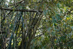 Bambusa stenostachya