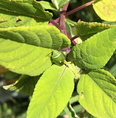 Ocirrhoe unimaculata