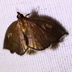 Perispasta caeculalis