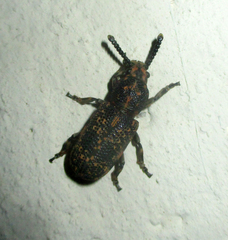 Anthribidae