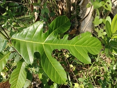 Artocarpus hirsutus