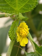 Corchorus olitorius