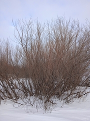 Salix triandra