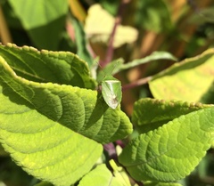 Ocirrhoe unimaculata