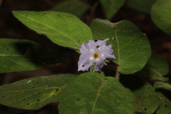 Solanum densevestitum