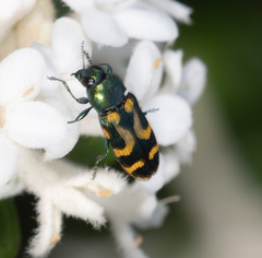 Castiarina flavopicta