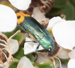 Castiarina ocelligera