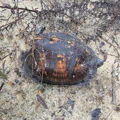Terrapene carolina major