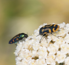 Castiarina flavopicta