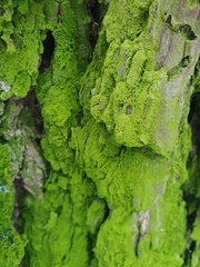 Desmococcus olivaceus