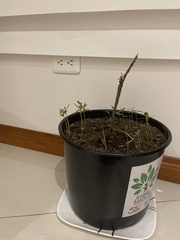 Pachypodium lamerei