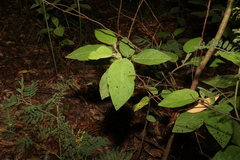 Solanum densevestitum