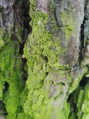 Desmococcus olivaceus