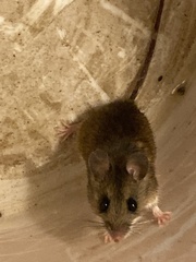Peromyscus maniculatus