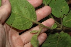 Solanum densevestitum