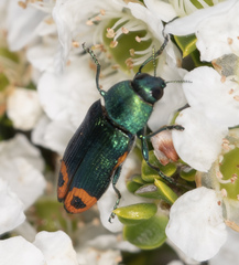 Castiarina ocelligera