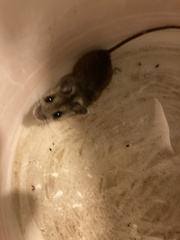 Peromyscus maniculatus