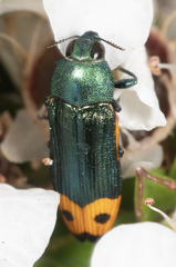 Castiarina ocelligera