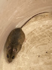 Peromyscus maniculatus