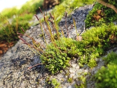 Tortula muralis muralis