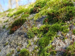 Tortula muralis muralis