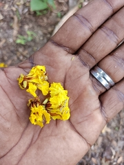 Peltophorum pterocarpum