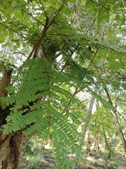 Peltophorum pterocarpum