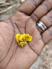 Peltophorum pterocarpum