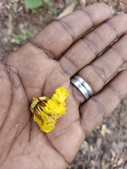 Peltophorum pterocarpum