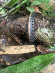 Platyrhacus lineatus