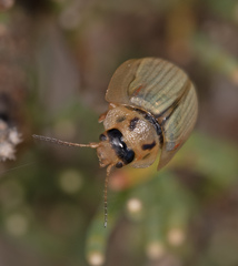 Paropsisterna bimaculata