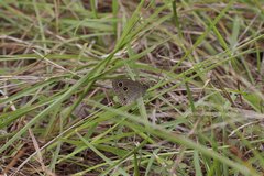 Ypthima multistriata