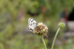 Melanargia asiatica
