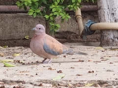 Streptopelia senegalensis