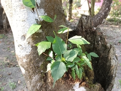 Ficus religiosa