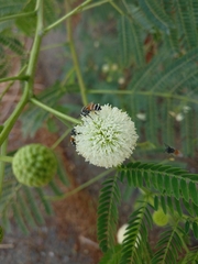 Leucaena leucocephala