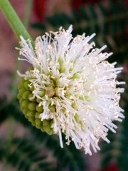 Leucaena leucocephala