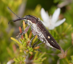 Rhinotia bidentata
