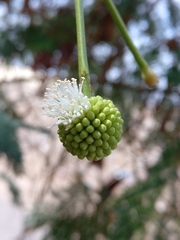Leucaena leucocephala