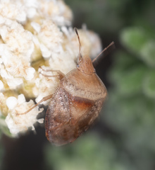 Eupolemus tasmanicus