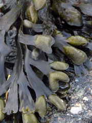 Fucus vesiculosus
